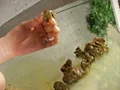 私の変態を見てください4-18