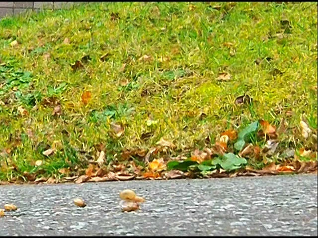 お嬢様がトンボとカタツムリを踏みにじって歩き去る！-10
