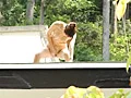 人妻露出投稿-4