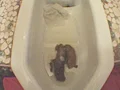 若妻の昼下がり 排泄日記-10