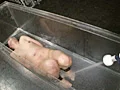 PAIN GATE 達磨鎖食-8